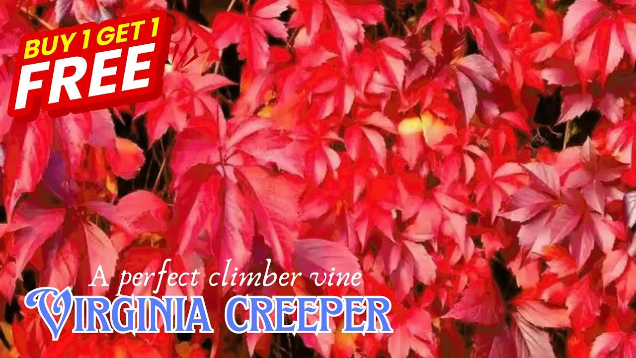 Virginia Creeper - A perfect climber vine