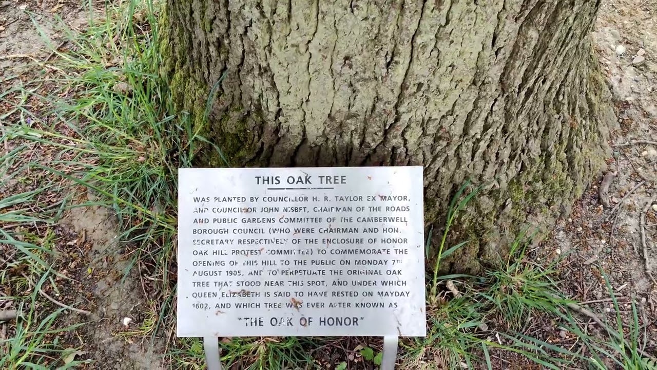 One tree hill|Honor Oak|Honor Oak Park|The Oak of Honour Tree in Honor Oak Park|Forest Hill|London