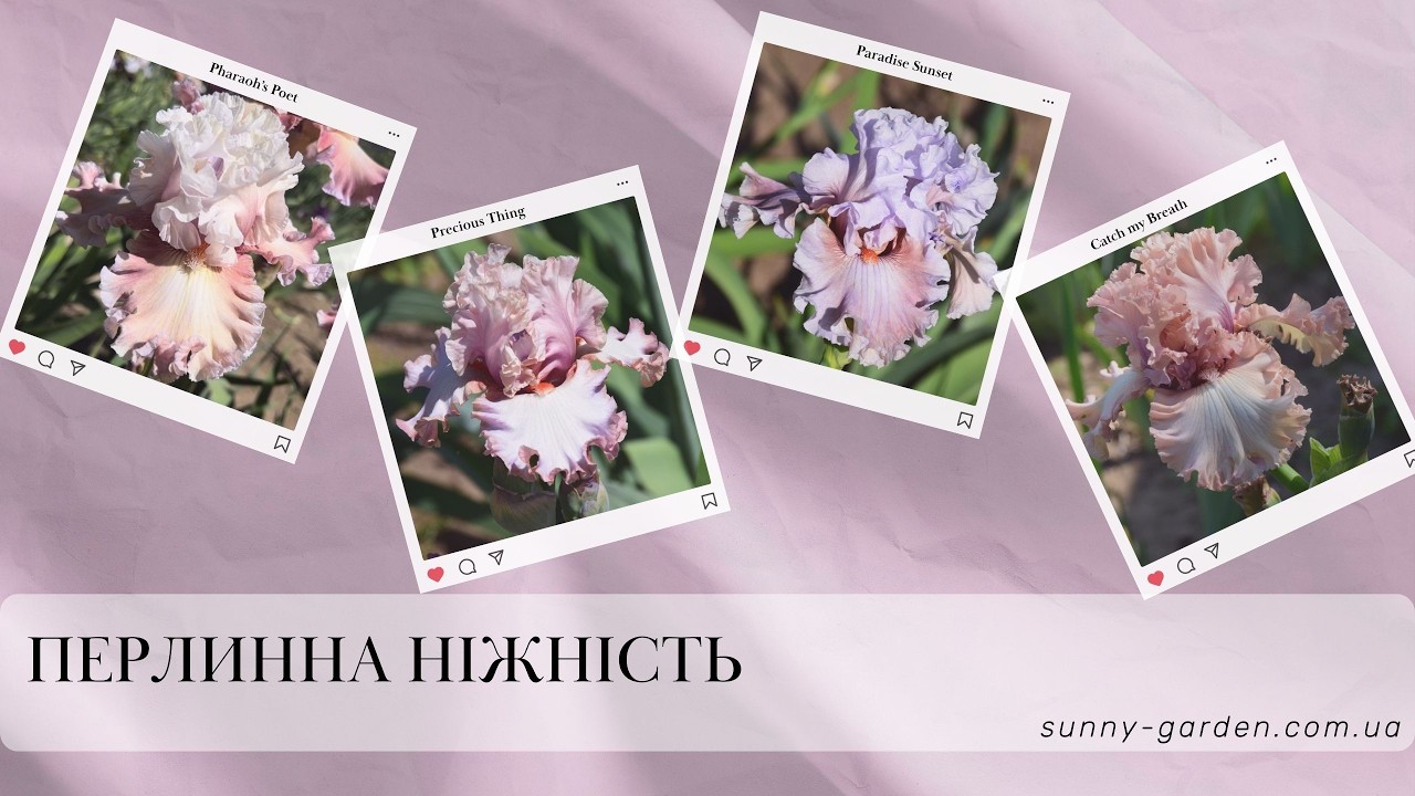Квартет ПЕРЛИННА НІЖНІСТЬ