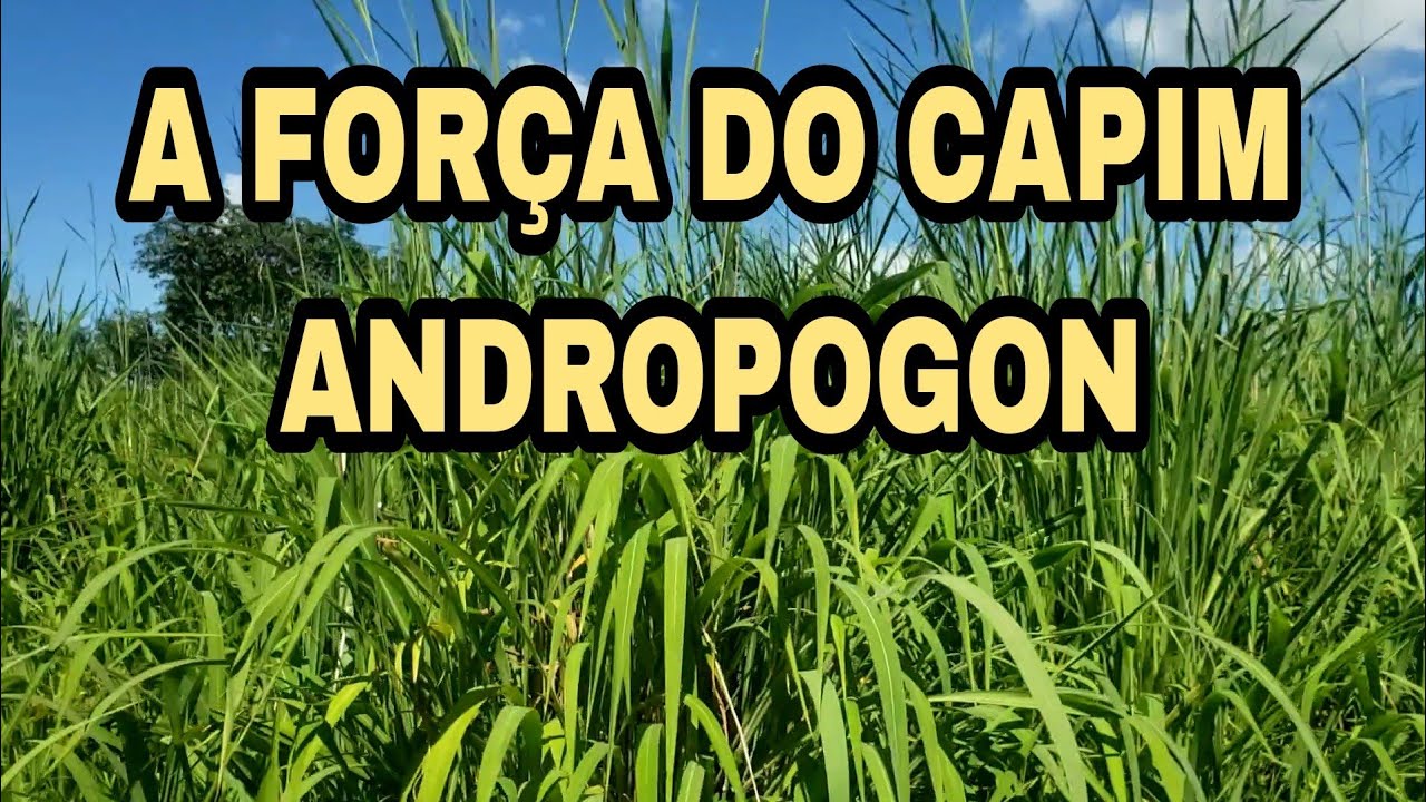 A FORÇA DO CAPIM ANDROPOGON