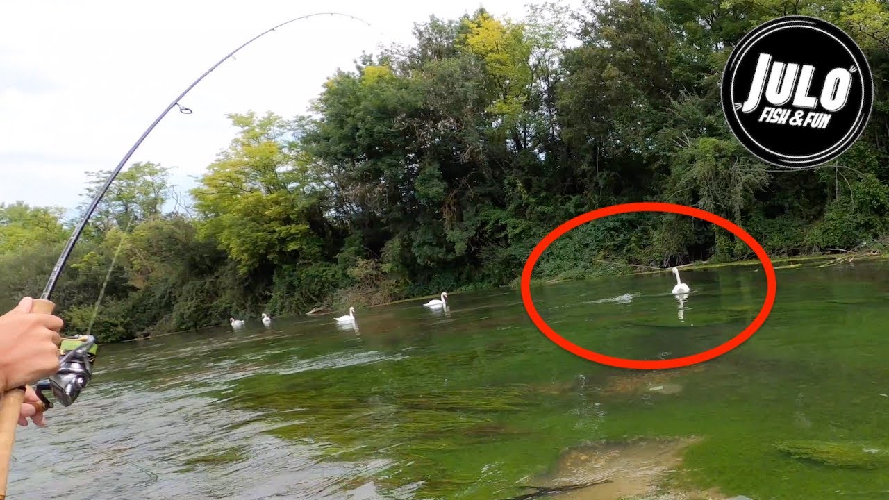 IL ATTAQUE SON POISSON !