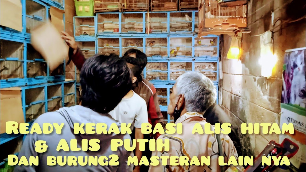 ready sincan/kerak basi alis hitam, alis putih, dan burung2 masteran lain nya,