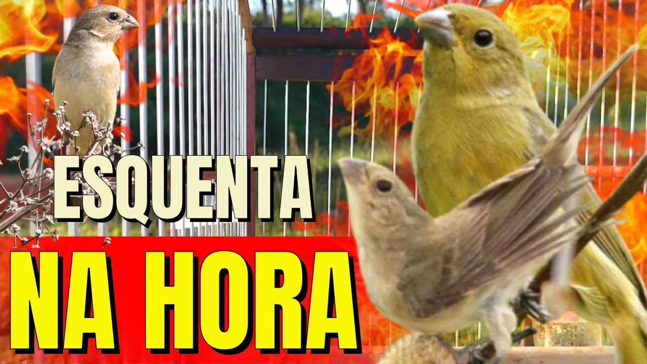 Melhor Piado de fêmea de papa capim para Foguear Papa capim tui tui com Piado de fêmea de papa-capim