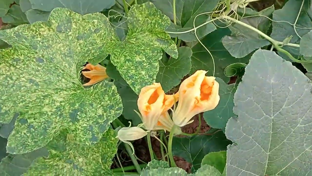 Organic Polyhouse Update from Rukmani Amar Angan 12 May 2025