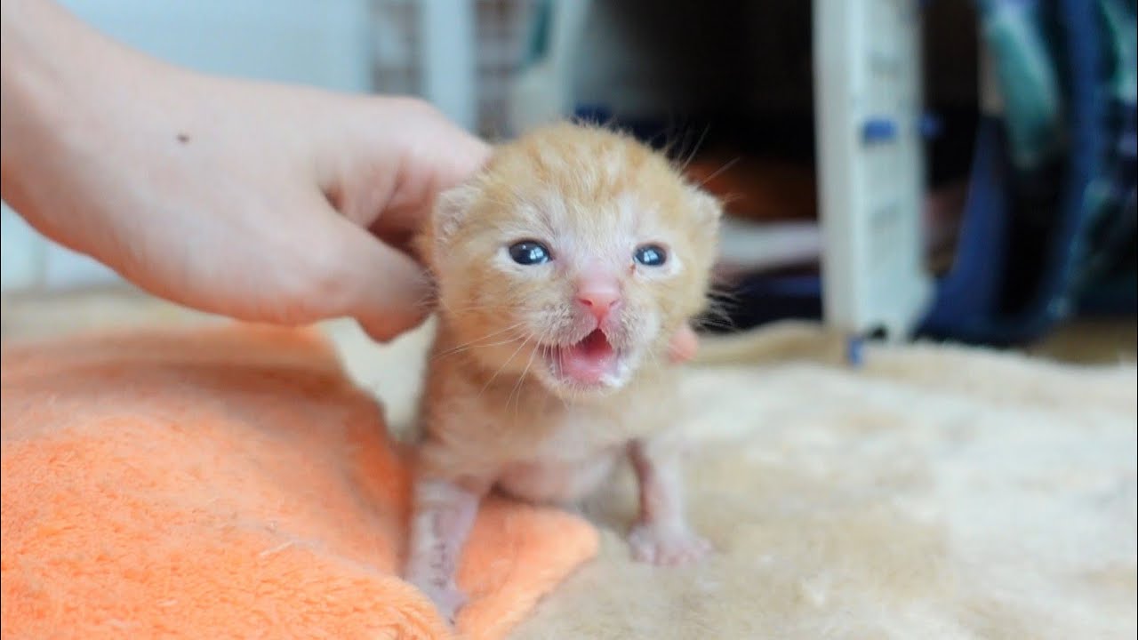 【生後11日】起きたらすぐにミルクを探し始める赤ちゃん猫