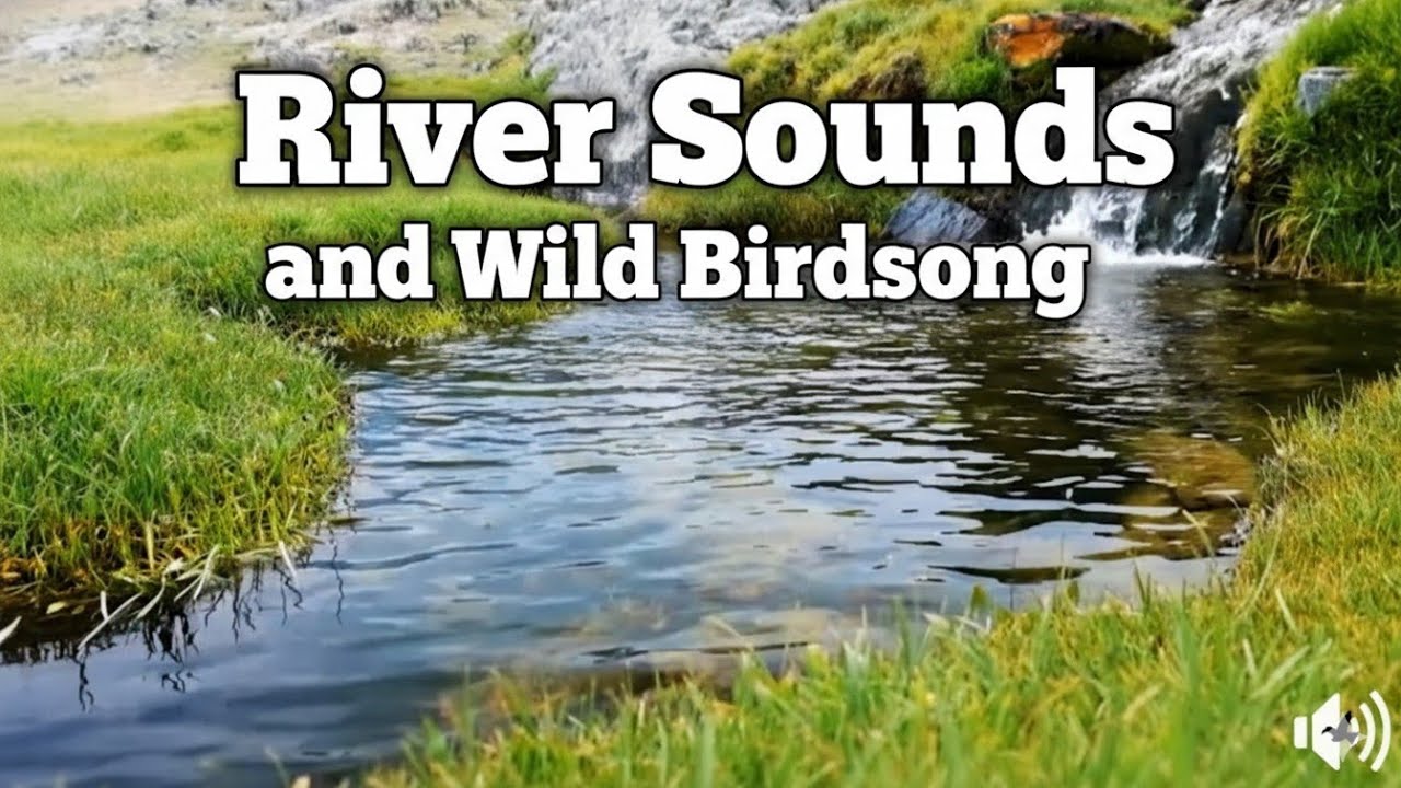 30 minutes of river sounds and wild birdsong