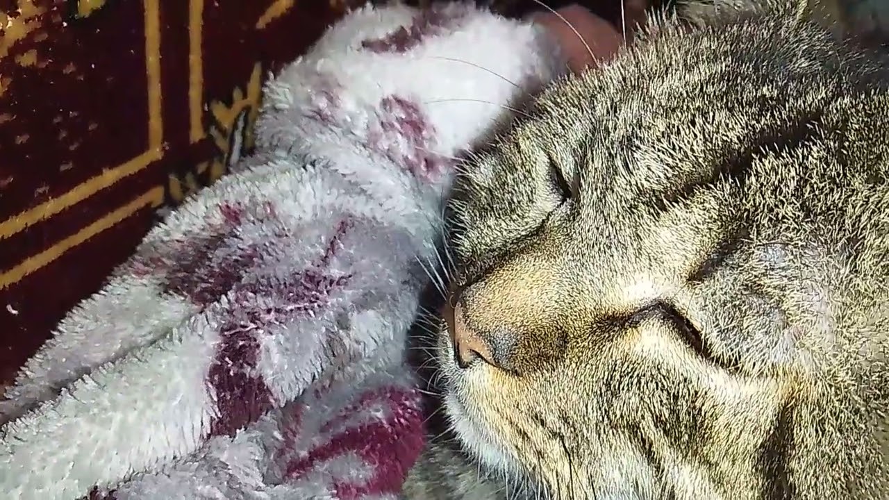 МОЙ ШЛАДКИЙ КОТИК!👀😺