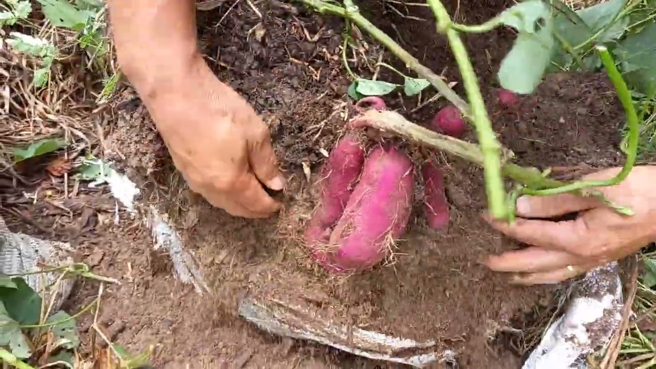 COMO PLANTAR BATATA DOCE NO SACO +RESULTADO