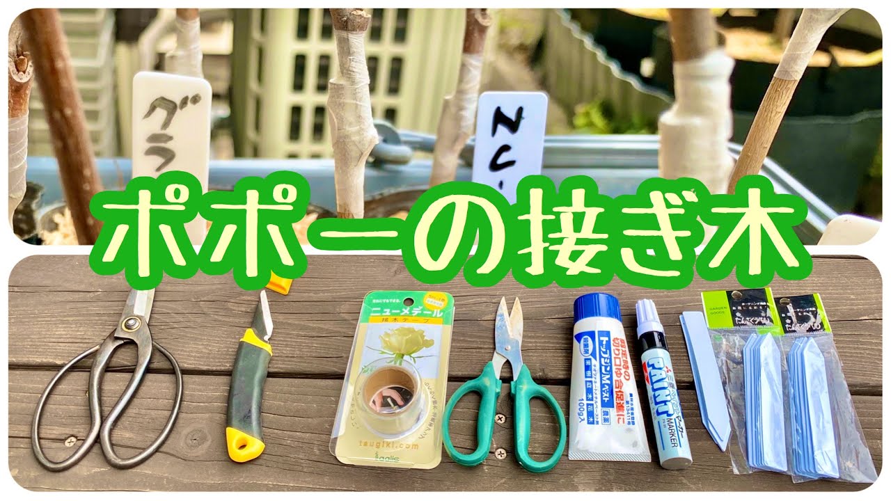 ポポーの接ぎ木【育て方】