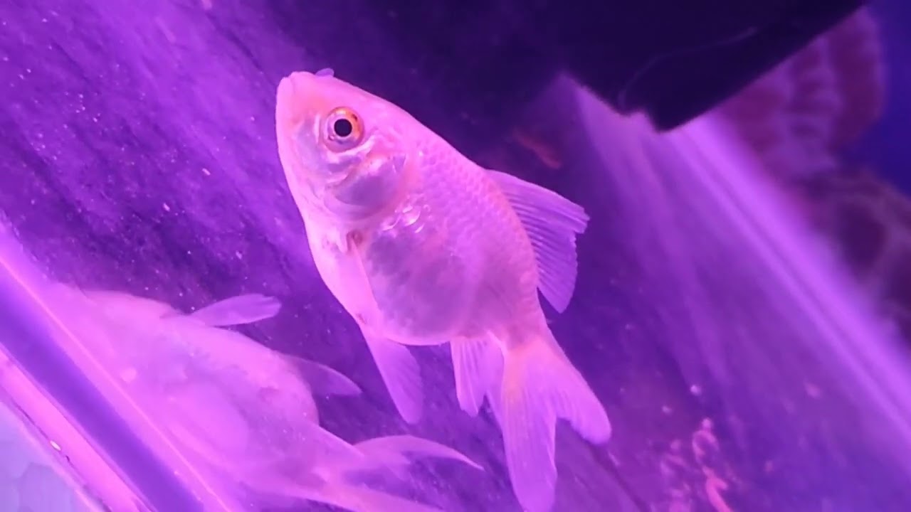 Saving goldfish from dying / Watch until end / big gold fish die 😓 #short