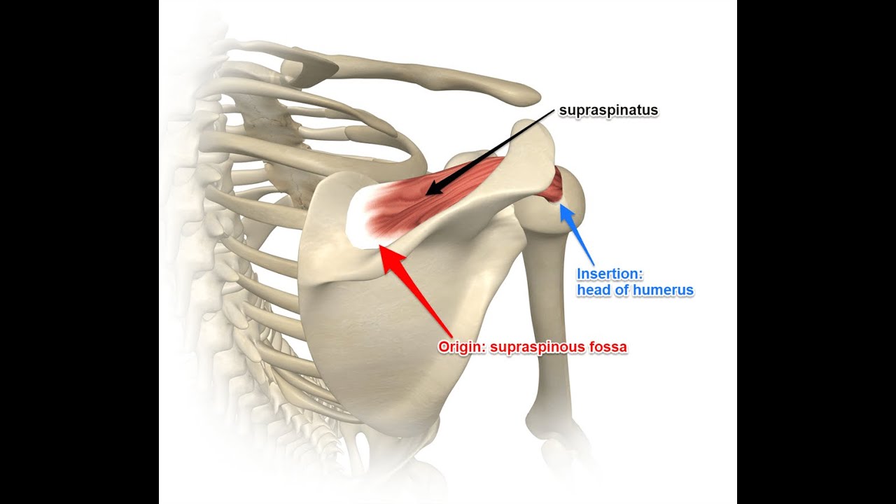 Two Minutes of Anatomy: Supraspinatus Muscle