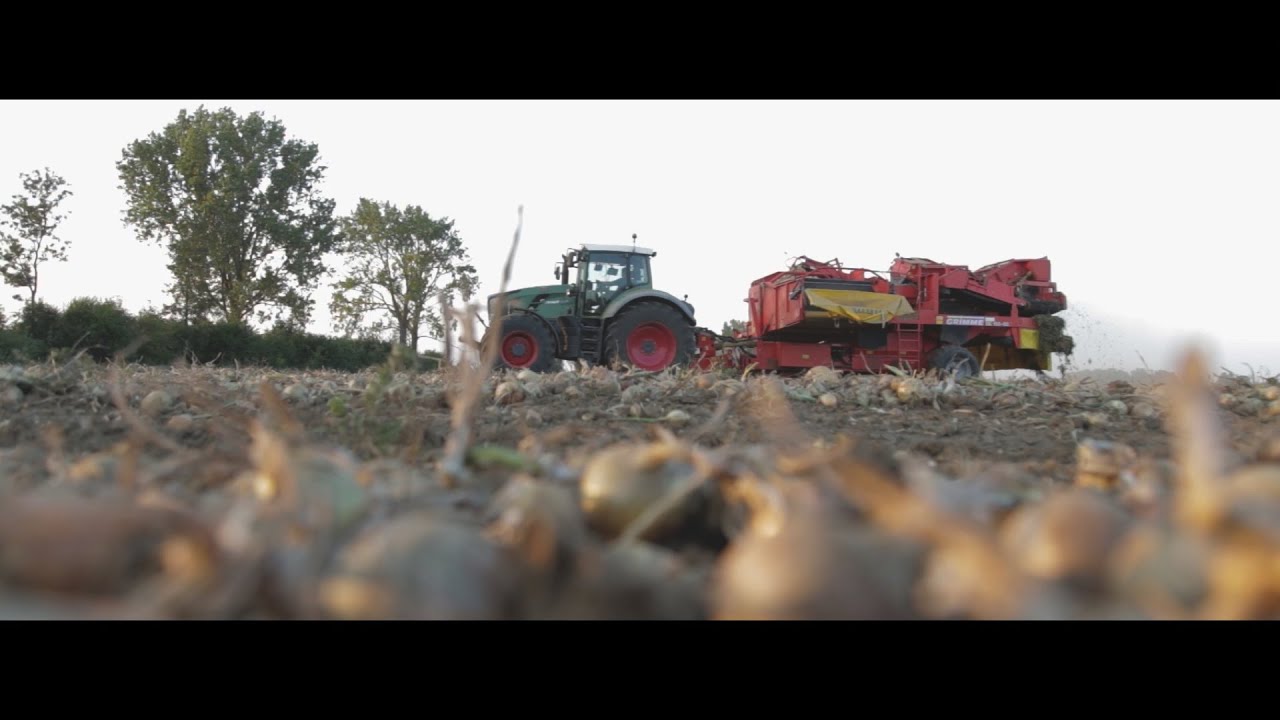 Cebula Agro-Malz