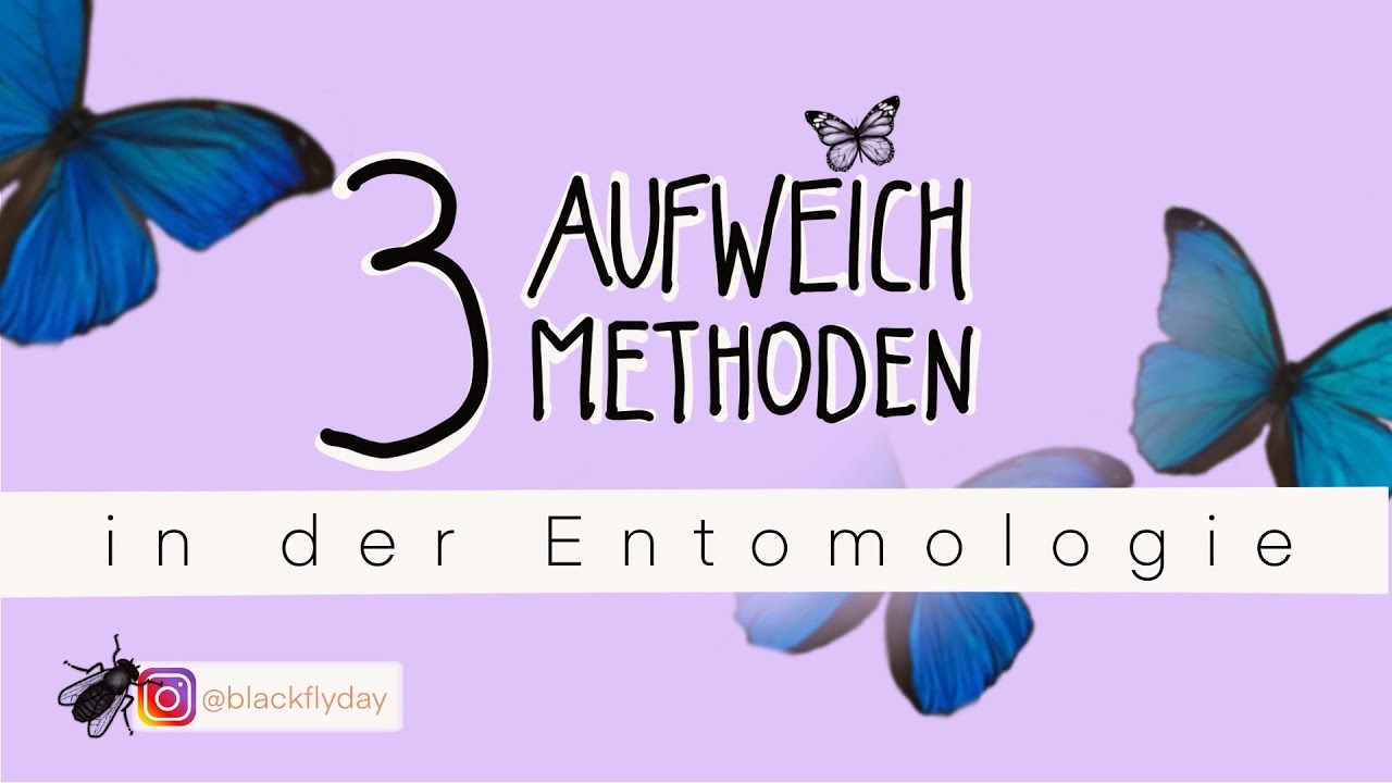 3 AUfWEICHMETHODEN  für getrocknete Schmetterlinge/ UTENSILIEN /ENTOMOLOGIE