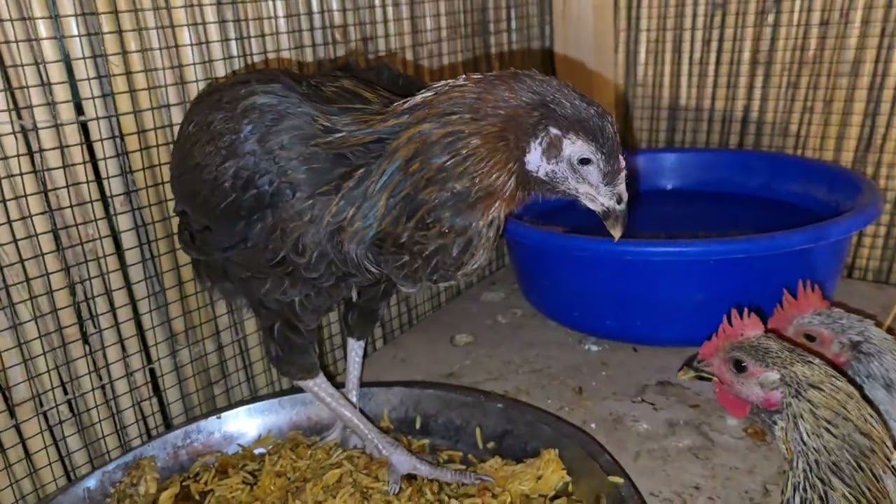 FREE farming att dubai home breed 