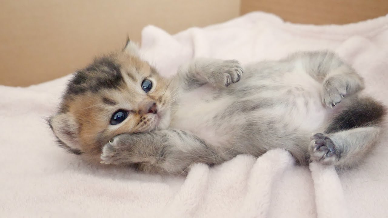 Kitten Kiki is cute even though she's just sleeping