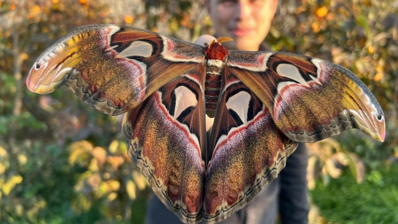 Najväčší Motýľ na Svete? Okáň atlas (Attacus atlas)