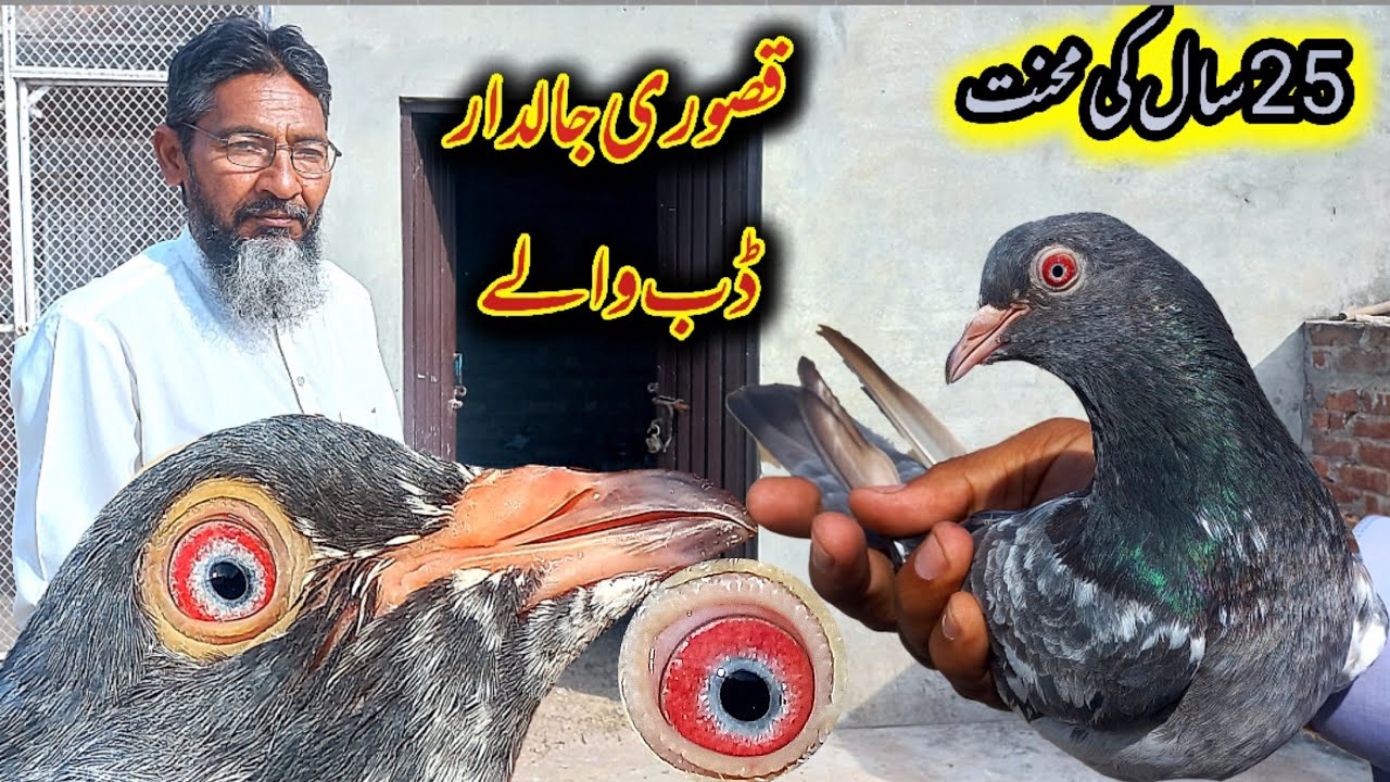 25سالہ پرانے ڈب والے جالدار قصوری کبوتروں کا شوق ! DUB WALY| JALDAR |KASURI |KABOOTER