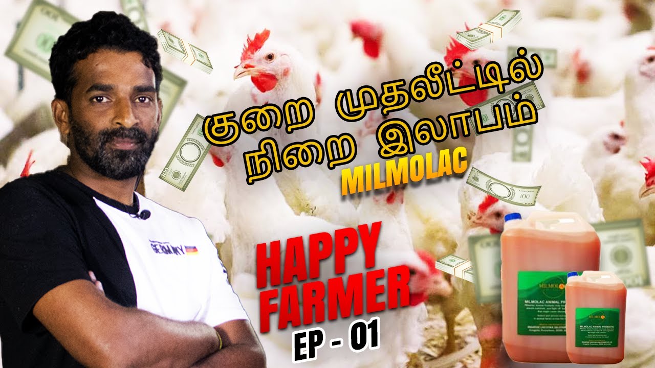 மில்மோலக் மூலம் இலாபத்துக்கு மேல் இலாபம்,ஹாலி எல்ல பிரபு கூறுகின்றார் | Broiler Chicken | Milmolac