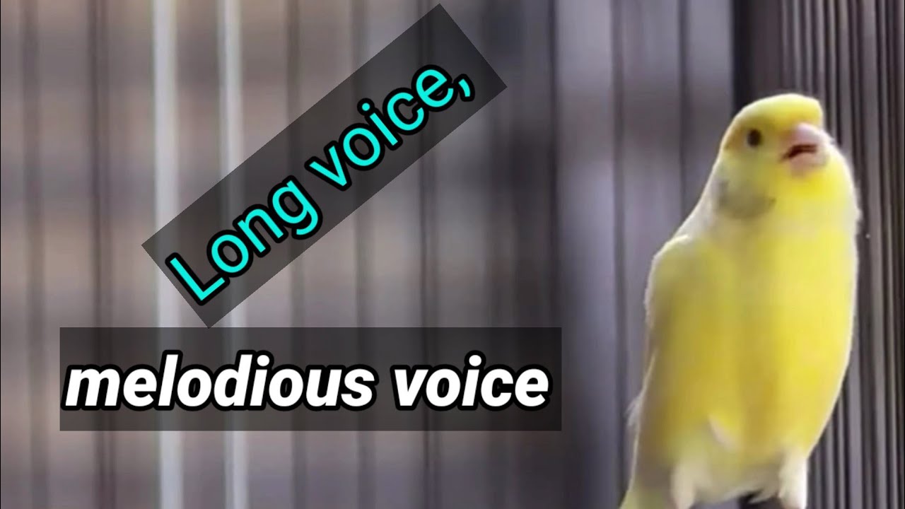 Young Canary Masteran, Long Sounds Grumbling