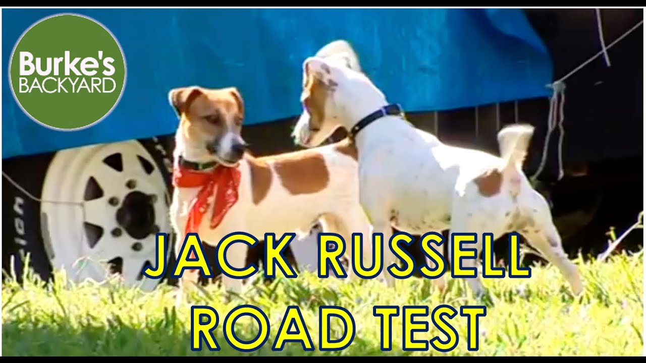 Jack Russell Terrier Road Test, Burke's Backyard