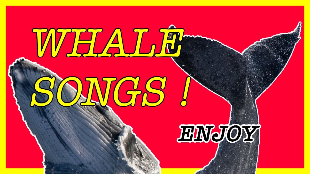 Having trouble sleeping ? Try these whale songs !