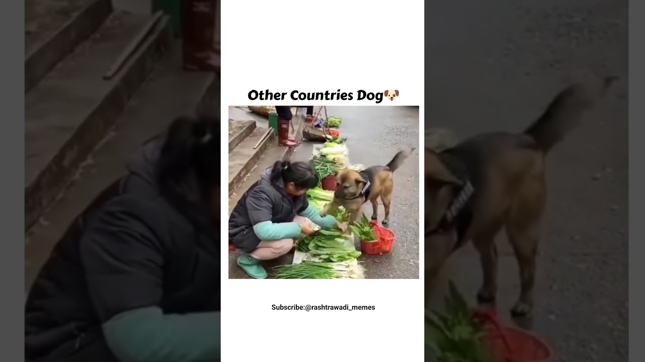 Other Countries Vs Indian Country Dogesh Bhai 😂#shorts #shortvideo