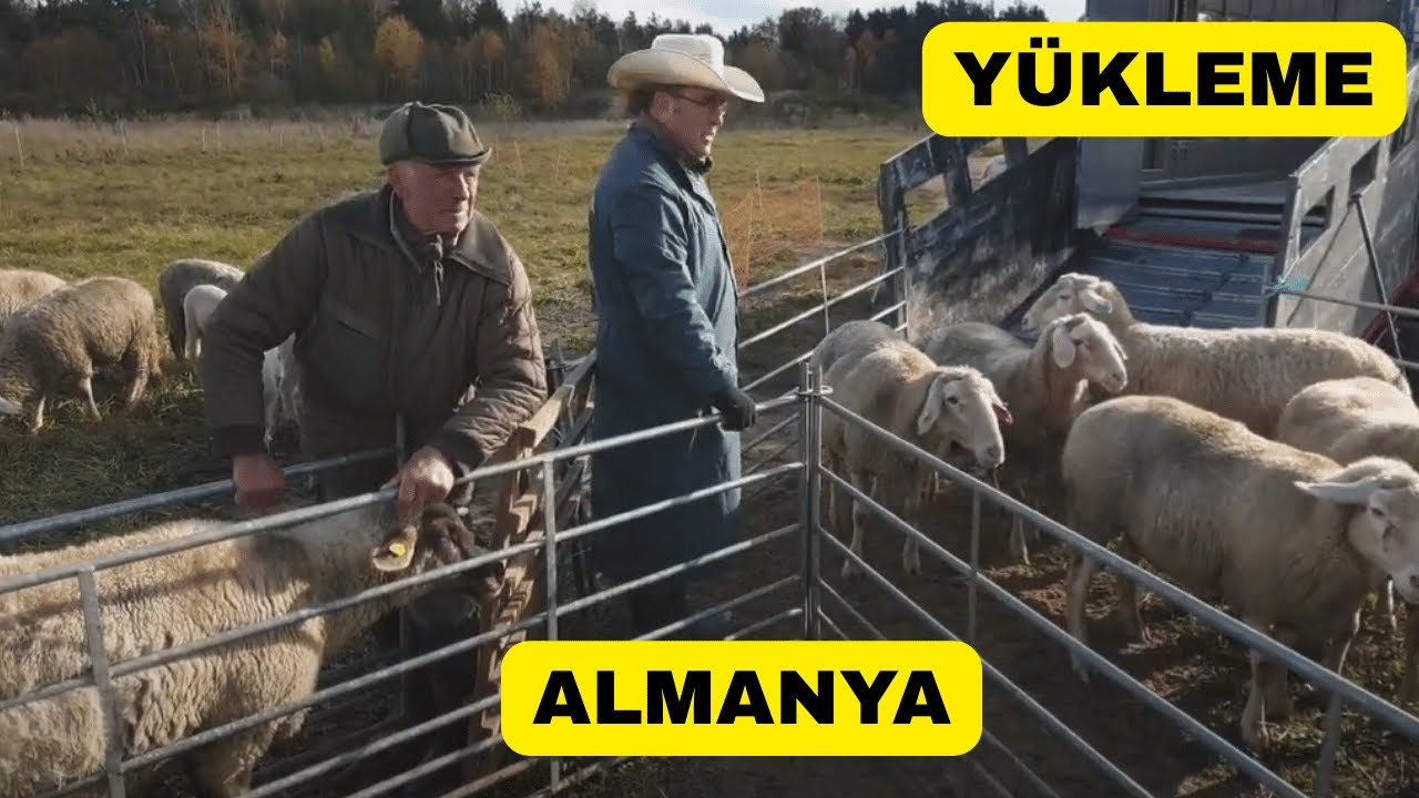 YÜKLEMEYİ NASIL YAPTIM | AVRUPA'DAN HAYVAN NAKLİ | YÜKLEMEDE YAŞANAN ZORLUKLAR