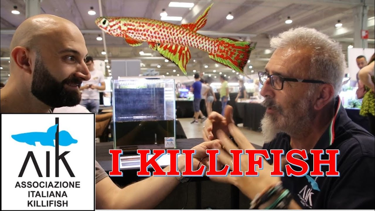 Intervistiamo AIK. Alla scoperta di un pesce d'acquario unico nel suo genere: il Killifish
