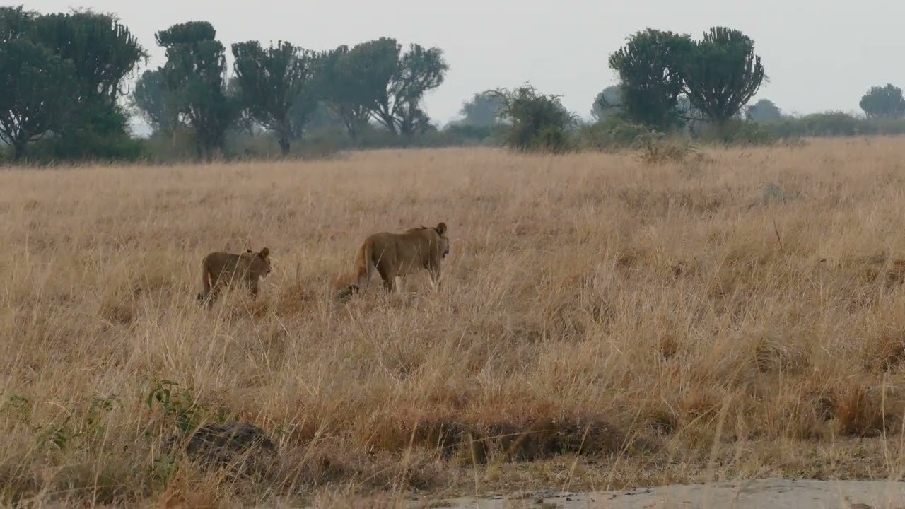Lions adolescents #4 (qui rejoignent leur mère) 