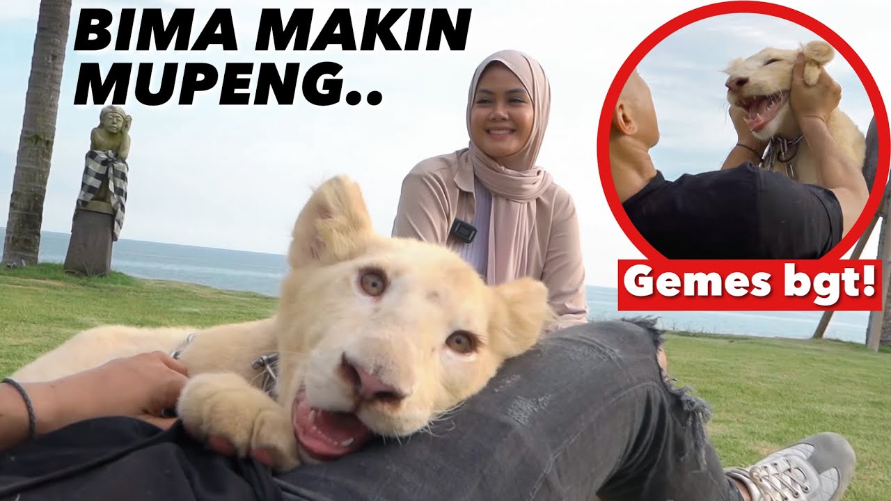 MAIN SAMA NALA BABY SINGA PUTIH.. PENGEN PUNYA!!