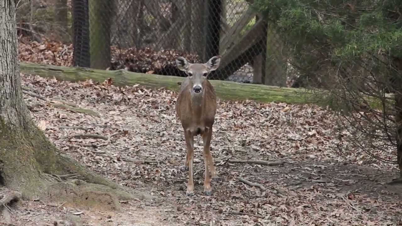 Virginia Living Museum, Newport News, VA