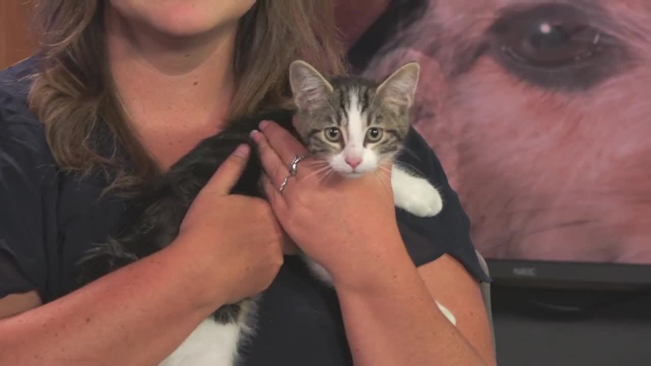 Meet Petunia: WTAP&rsquo;s Pet of the Week