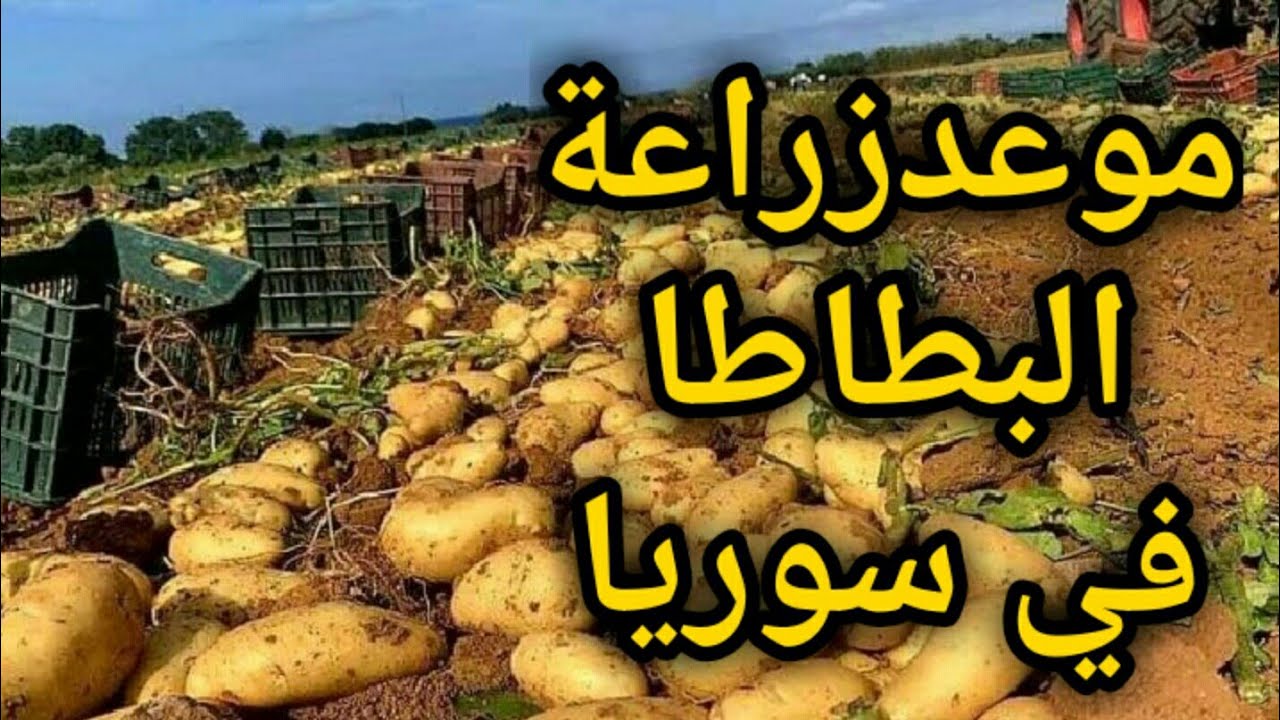 موعد زراعة البطاطا  وطريقة التسميدقبل الزراعه