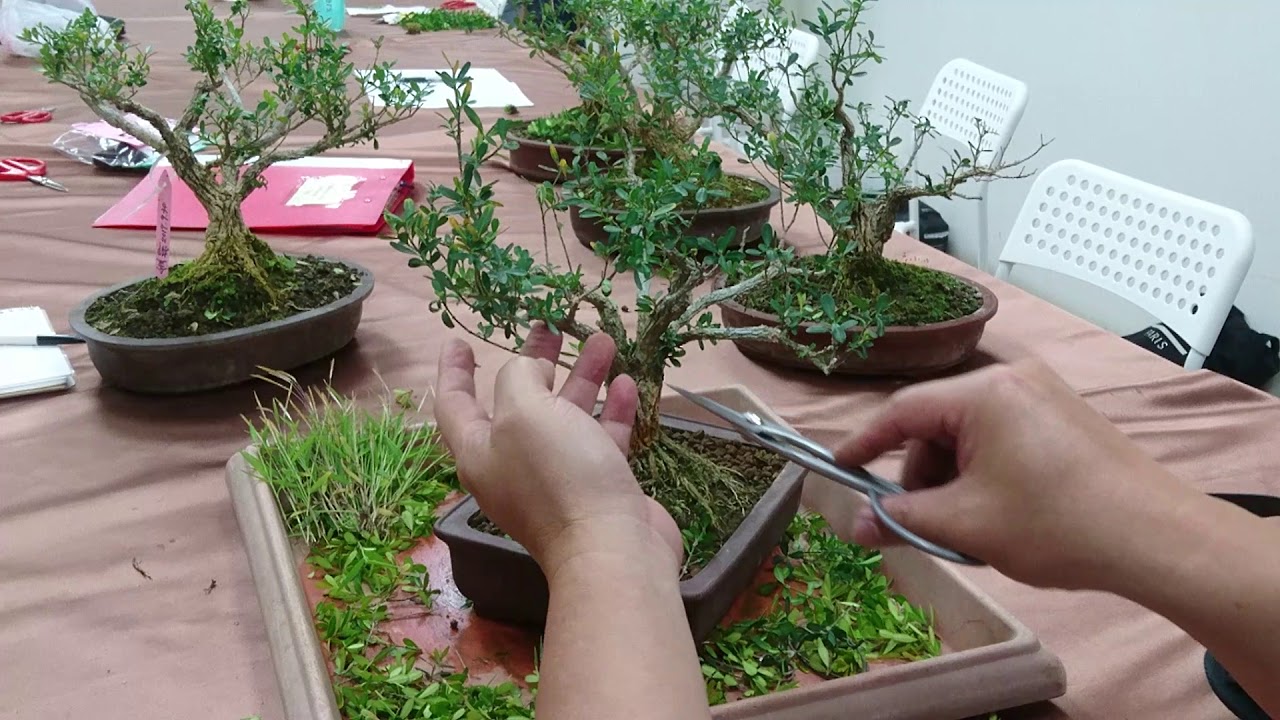 【林慶祥盆景藝術創作教學】林慶祥老師解說金柳的修剪-1