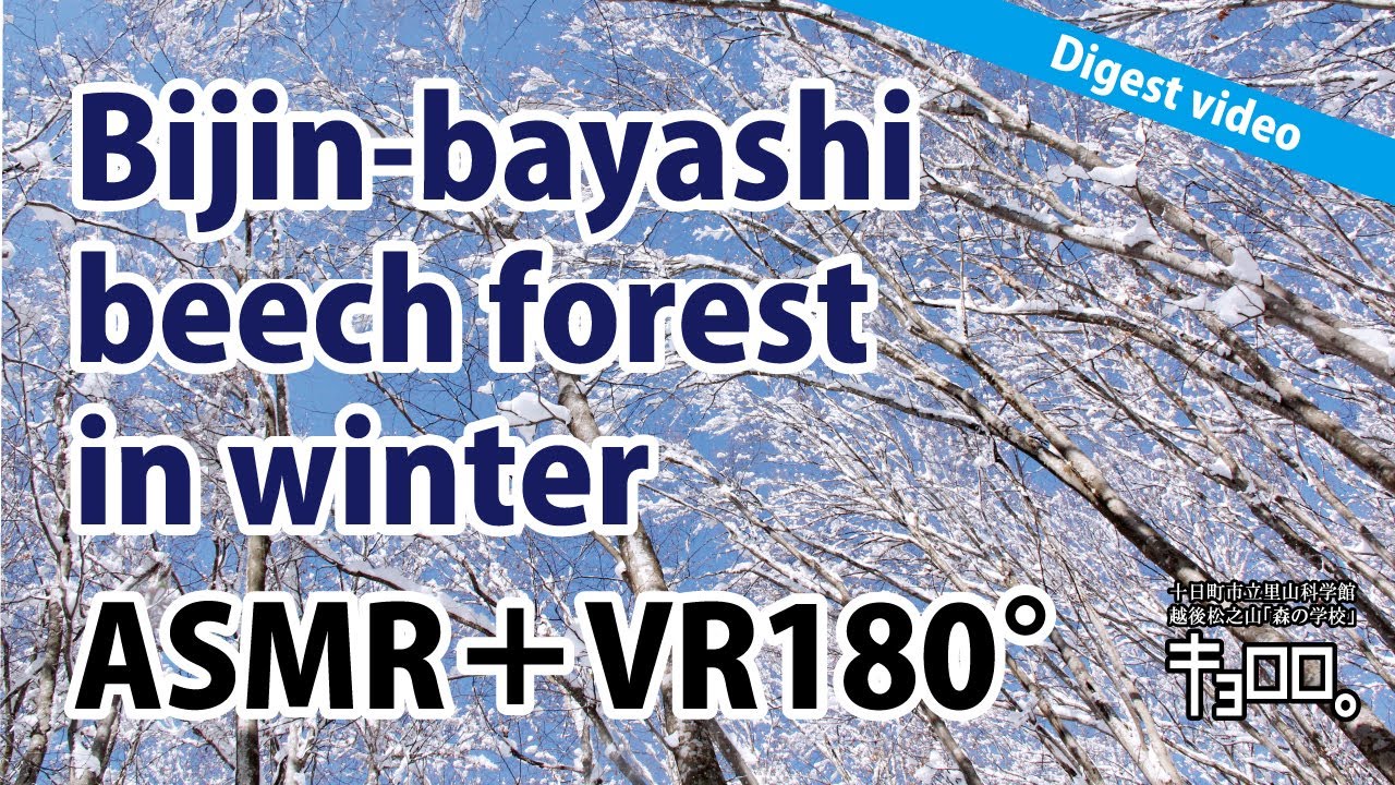 【ASMR＋VR180°】Bijin-bayashi beech forest in winter_Digest video（繁体字 Traditional Chinese）