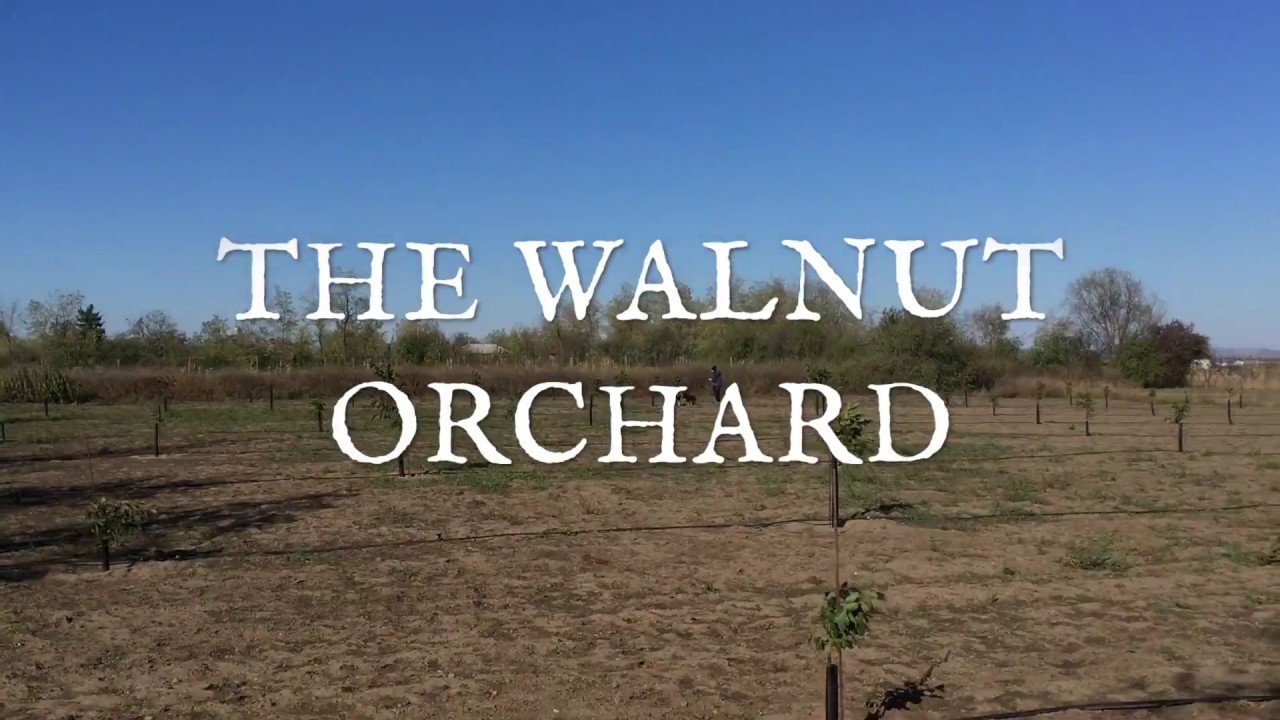 Maxenuci - The Walnut Orchard