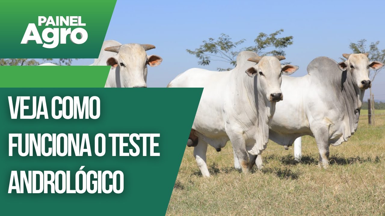 Veja como funciona o teste andrológico