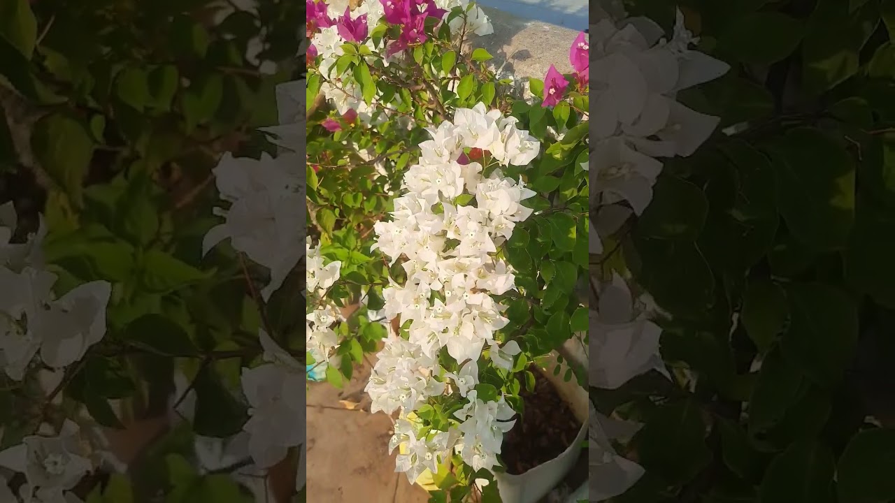 Boganviliya plant beautiful flowers ...