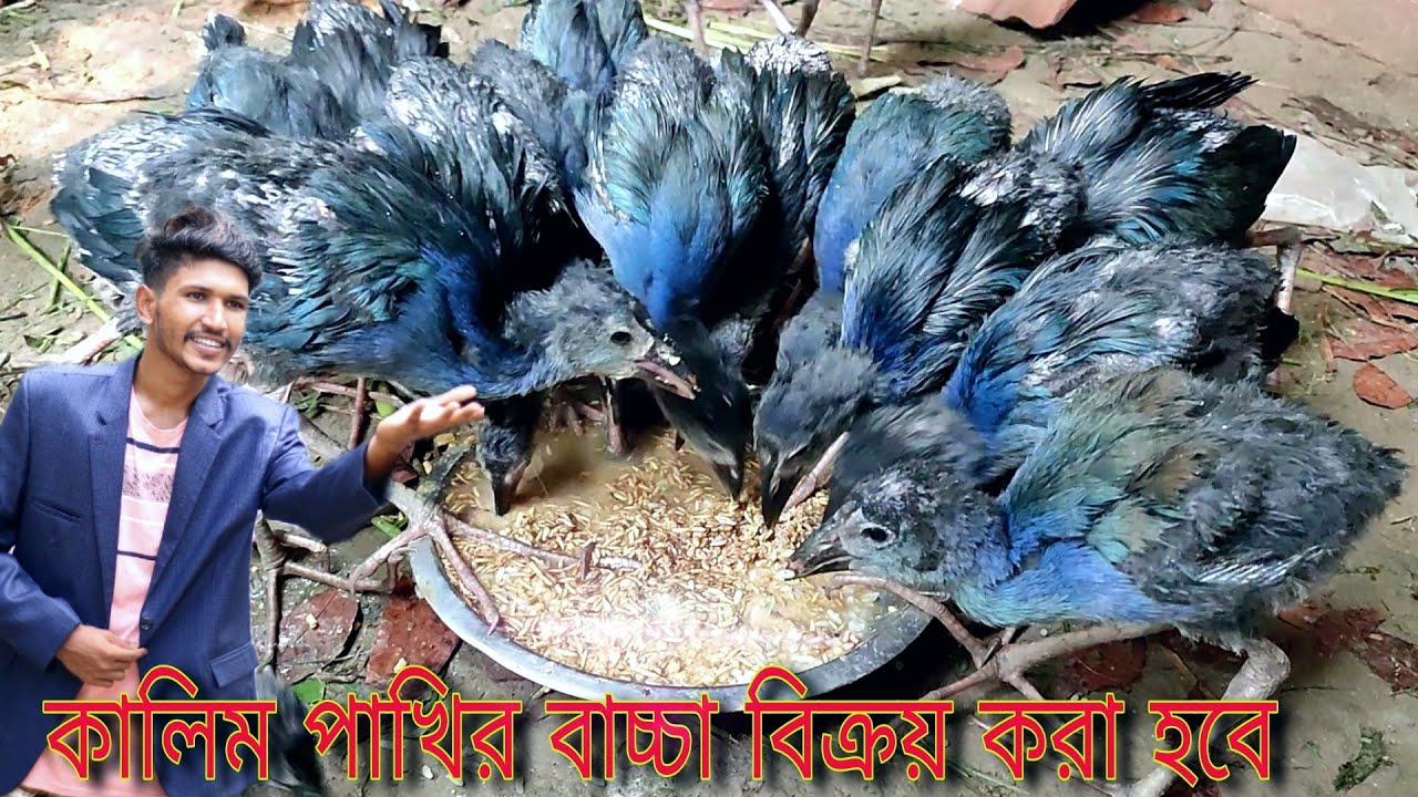 কালিম পাখির বাচ্চা পালন পদ্ধতি //100 দিন বয়সের কালিম পাখির বাচ্চা বিক্রয় হবে