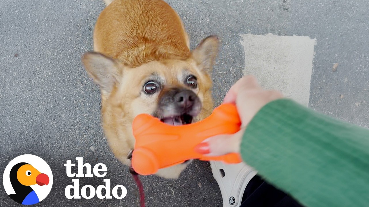 Little Dog Makes Her Mom Buy A New Toy Every Day | The Dodo