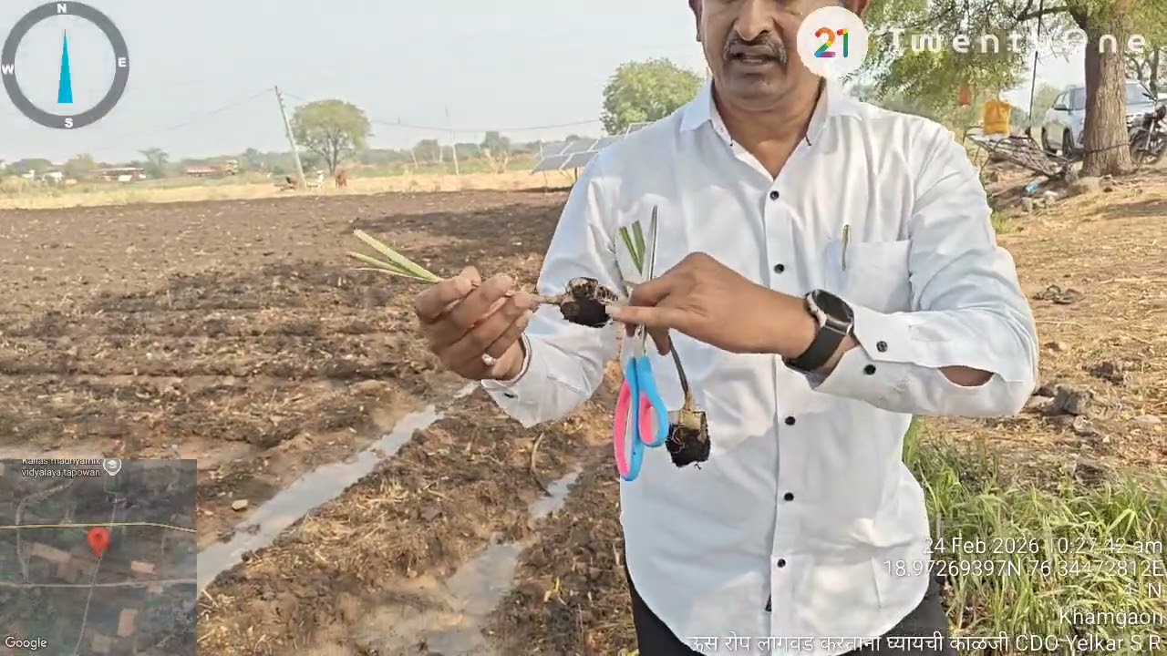 ऊस रोप लागवडीपूर्वी शेंडा कापणी करण्याचे महत्व व शेंडा कापण्याची योग्य पद्धती प्रशिक्षण