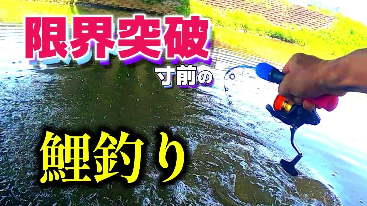 【夏の鯉釣り】ダイソー穴釣り用ミニロッドで吸い込み釣りをしたら９０ｃｍの巨大な鯉が釣れてしまう【吸い込み】【BGMなし】