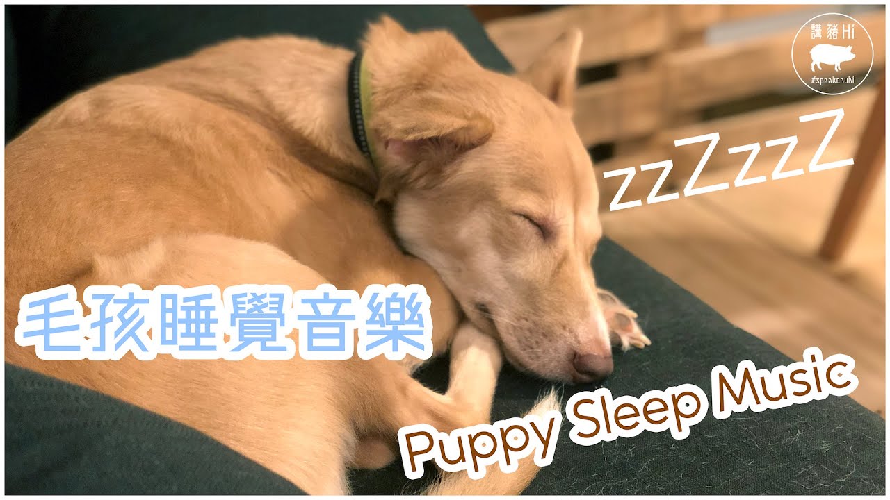 毛孩安睡音樂 | Puppy Sleep Music | RELAX MY DOG MUSIC! Relaxing Pet Music | 狗狗音樂