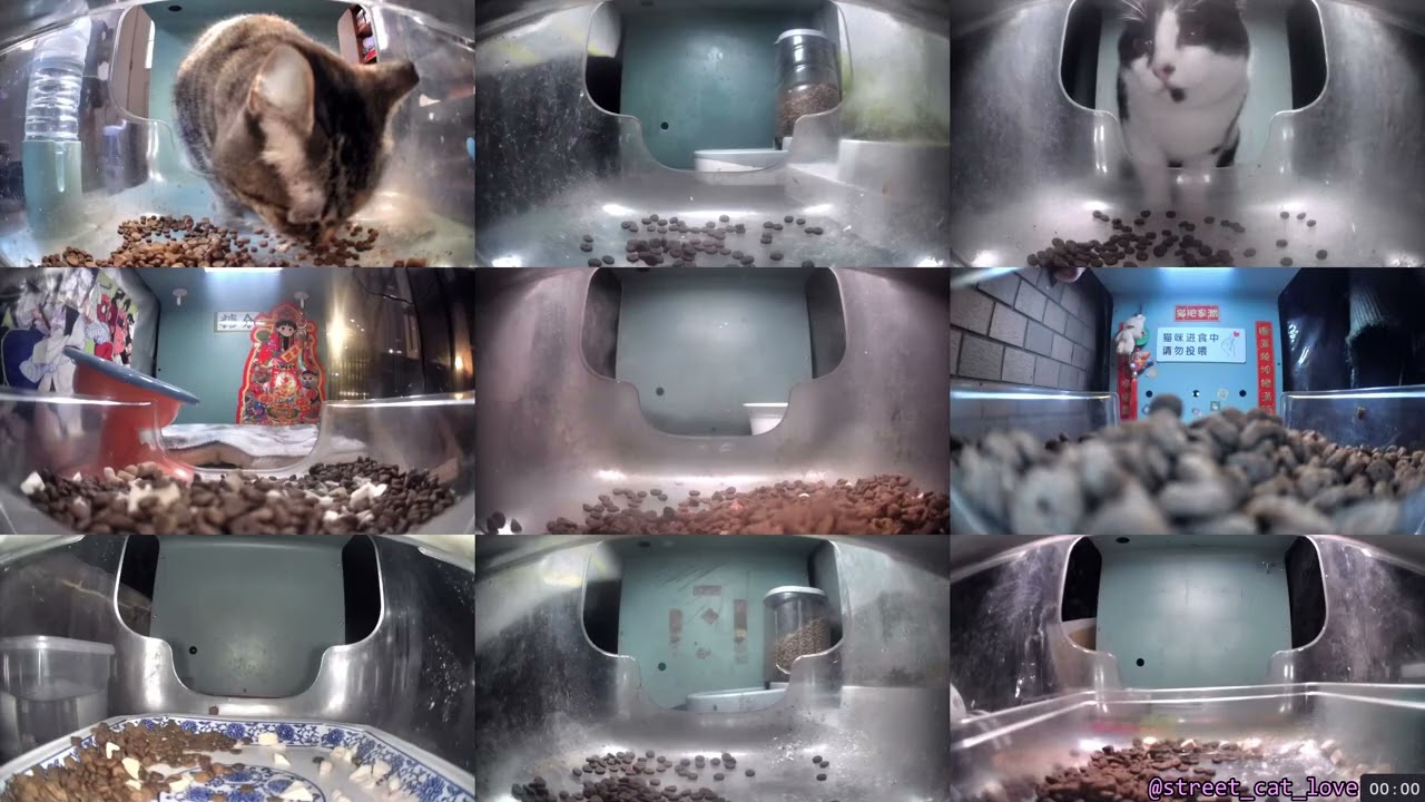 12 Hours of Hello Street Cats 😺💞 3/1/26 Pt 1