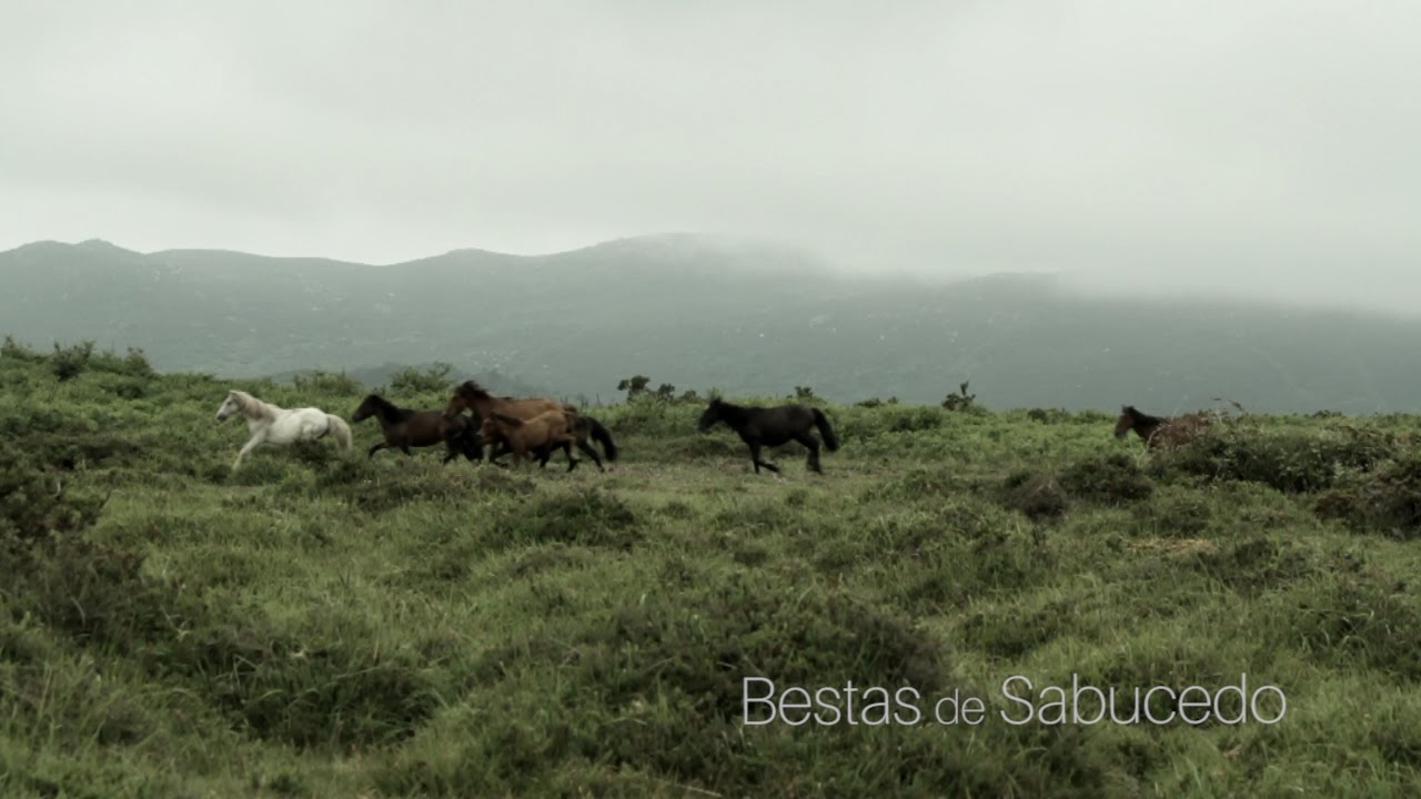 Bestas de Sabucedo
