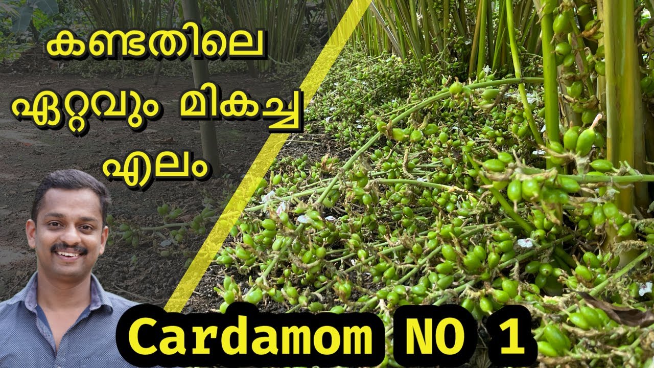 cardamom no 1 affrer one year #cardamom no1 #best cardamom in kerala #best cardamom #no1 cardamom