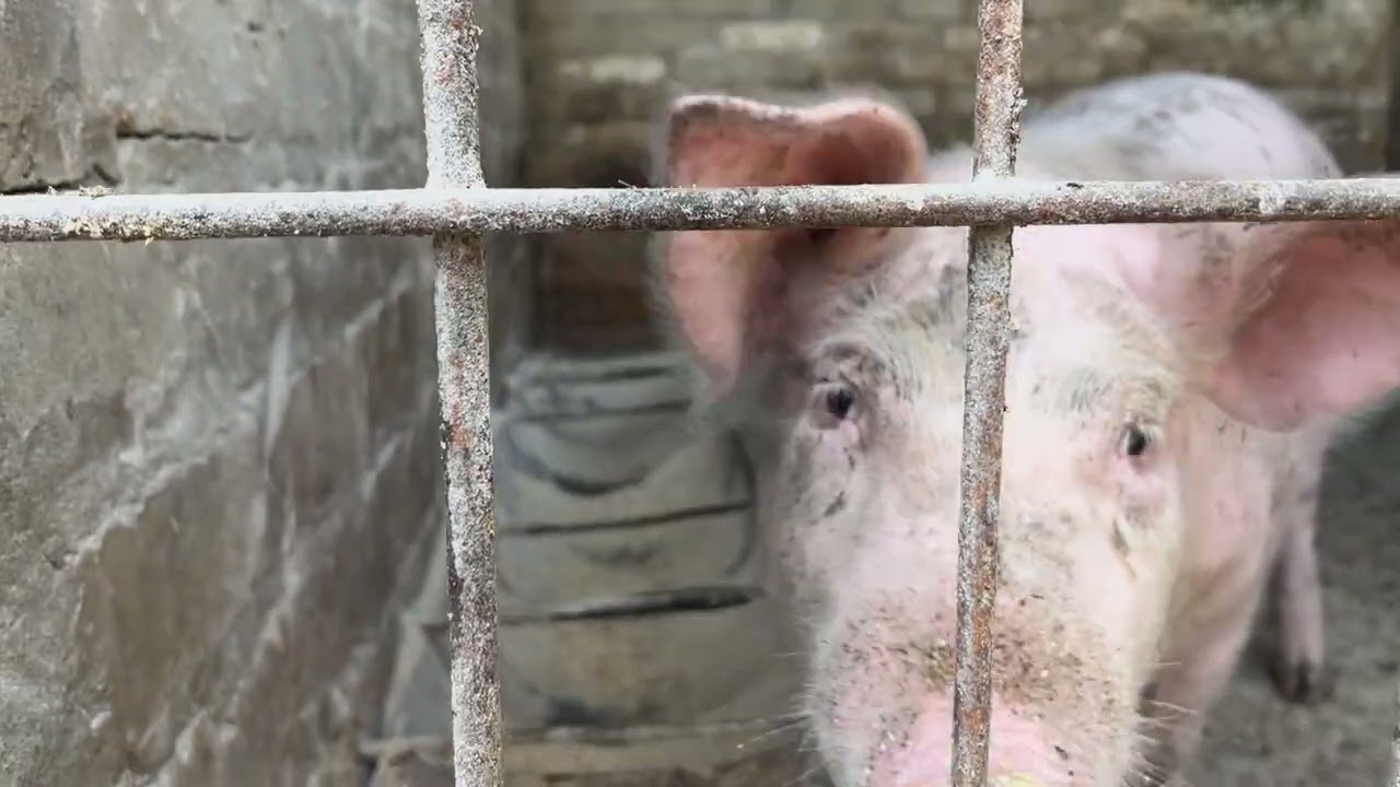 Funny and Strange Things Pigs Do
