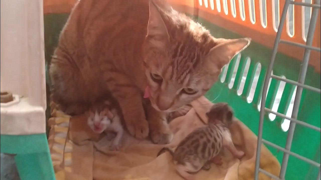 Underweight Stray Cat Gives Birth To 4 Baby Kittens In Girls Hostel Mom Cat Is Hissing After Rescue