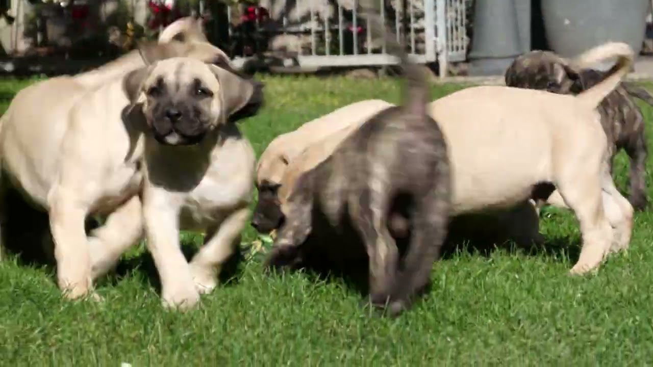 8 Wochen alte Presa Canario Welpen aus Suna & Macho.