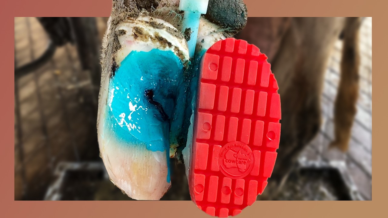 Cow Hoof Disease Exposed: Maggots Removal and Effective Barn Care